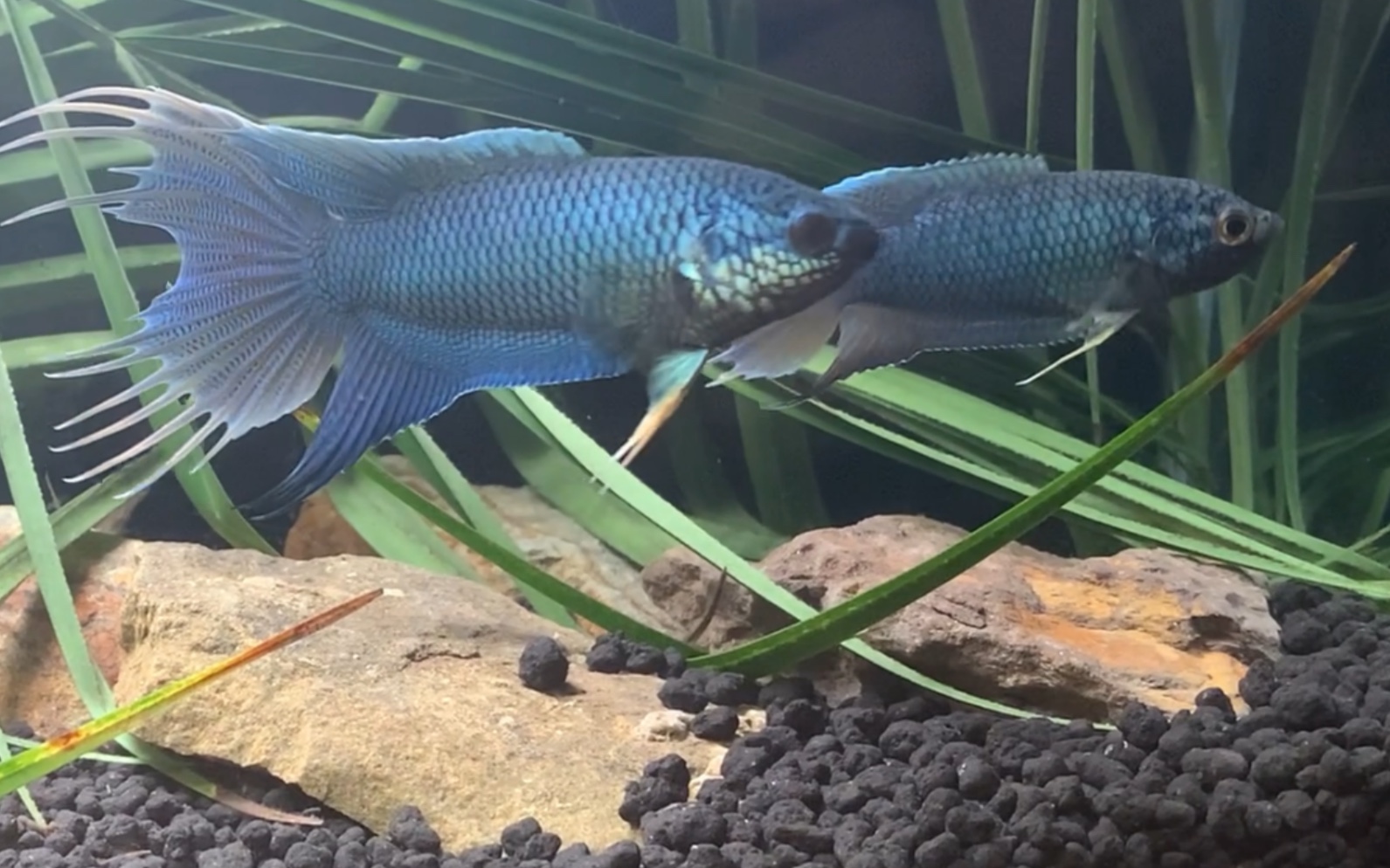 中国无纹蓝斗鱼第一次尝试繁殖繁殖前的准备