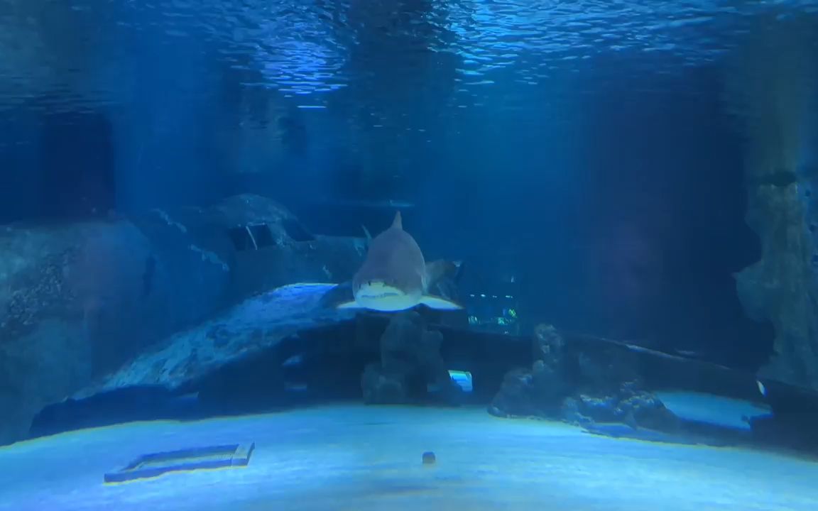 m521 4k画质蓝色海底世界水族馆梦幻童话世界海洋鱼类成群结队的鱼