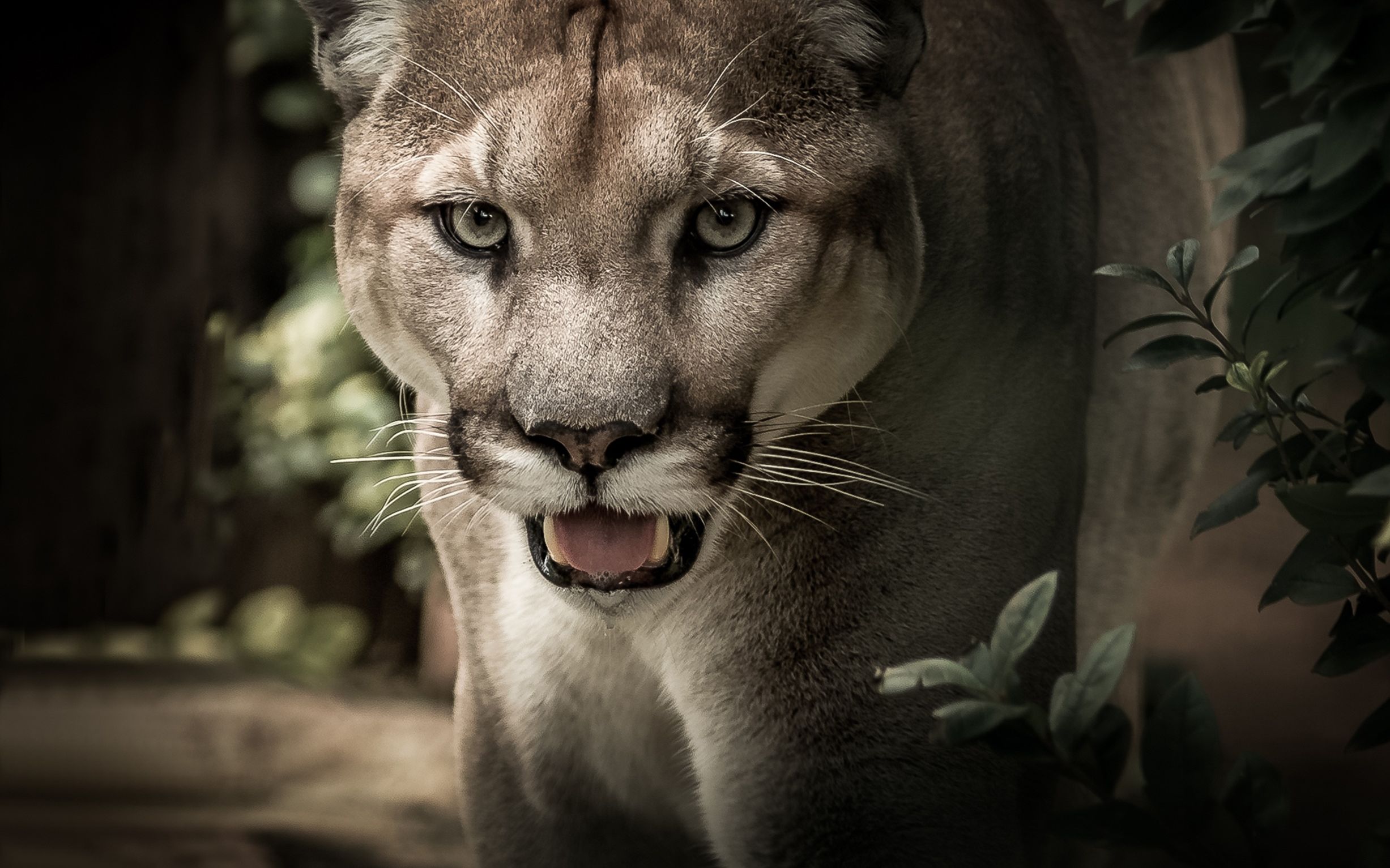 徒手干死五只藏獒的小猫却和一个老鼠五五开很凶残的动物