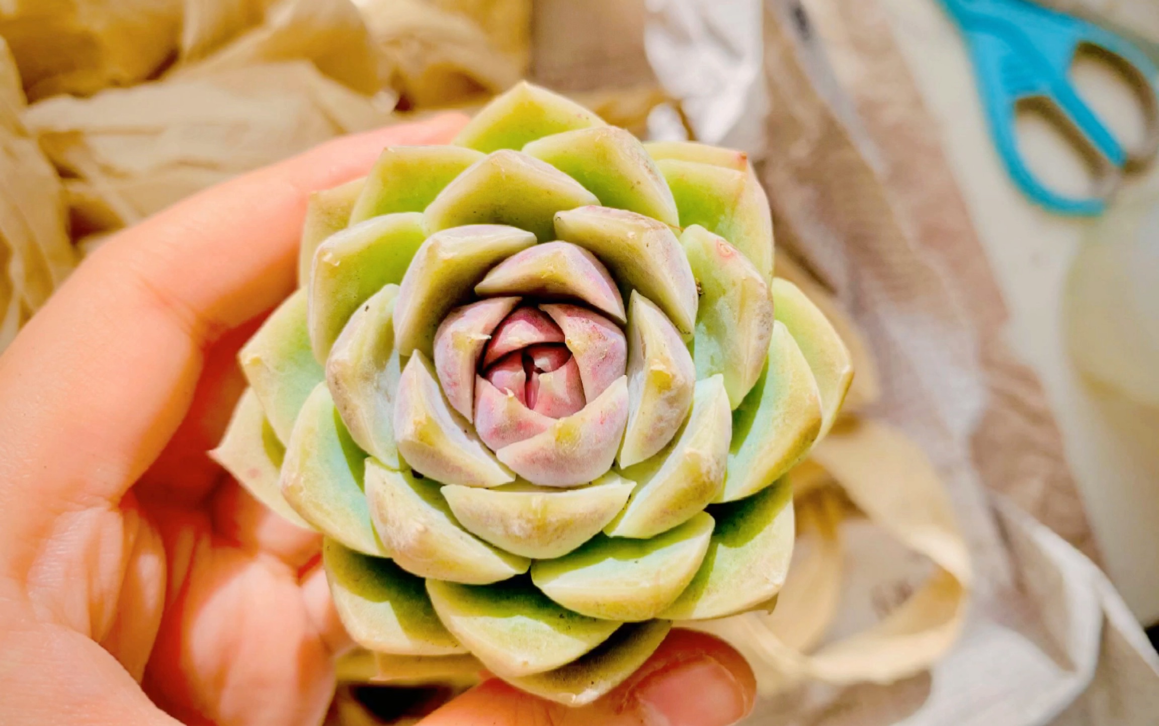 多肉开箱/精品开箱/紫晶杂好看/新品很多/可长期寄养/钱包如何变空