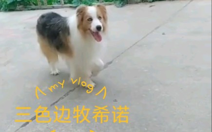 稀有的边境牧羊犬颜色哔哩哔哩bilibili