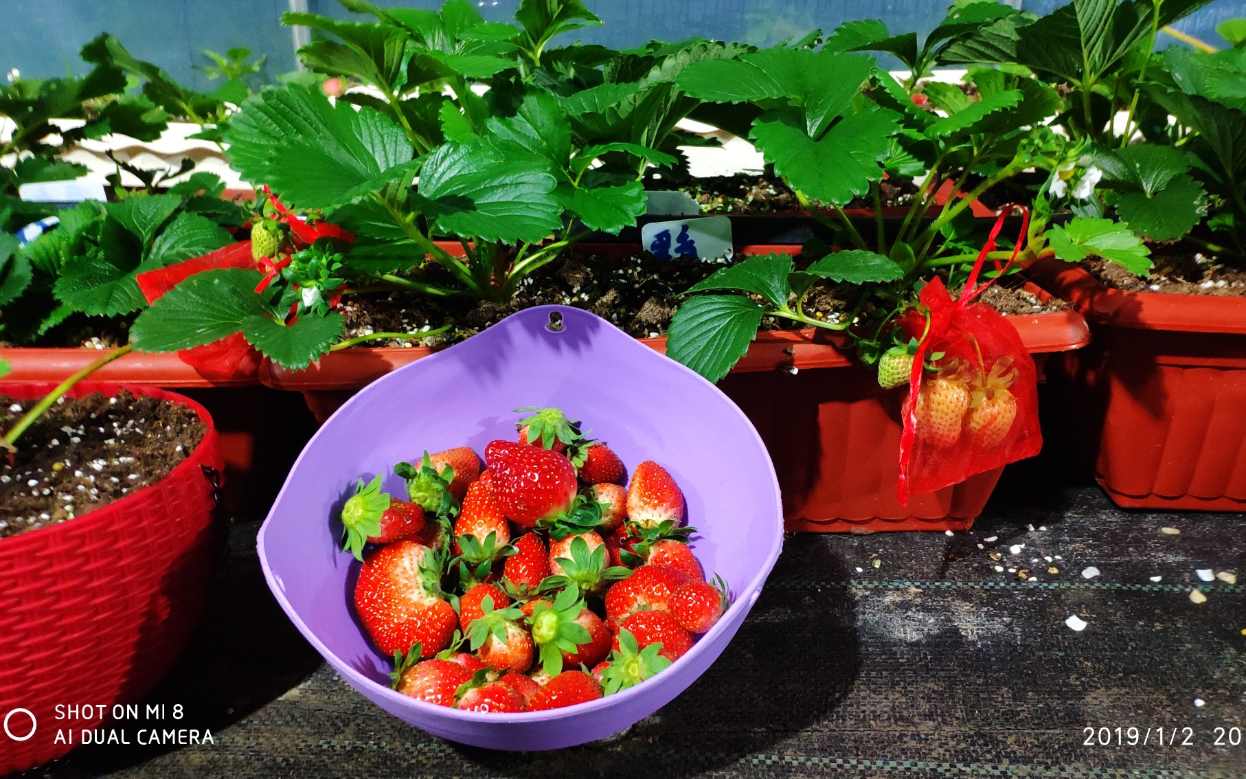 up主教你如何种植草莓(基本都是废话ヾ(6703030354д67