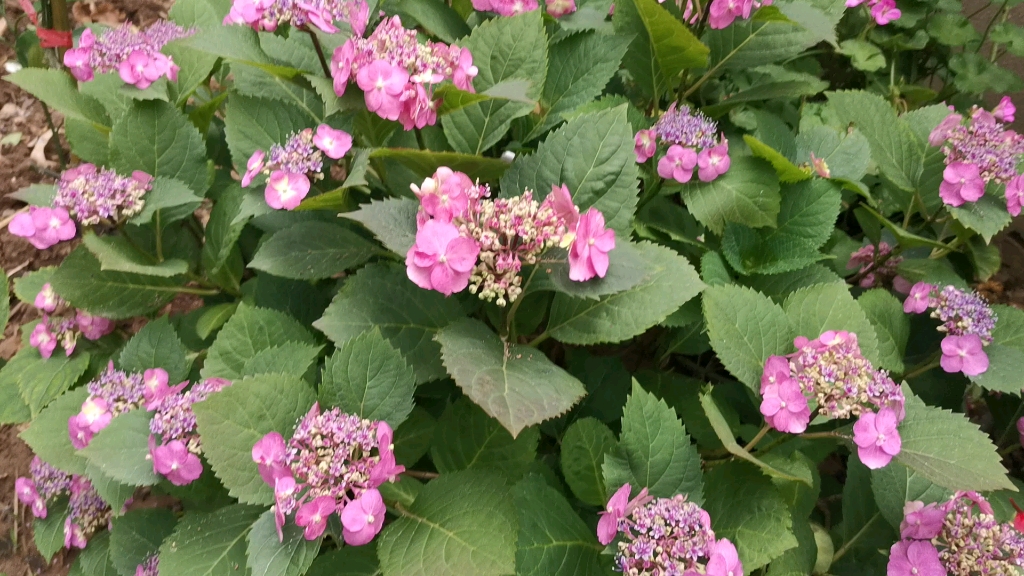 棉花糖绣球花盛开