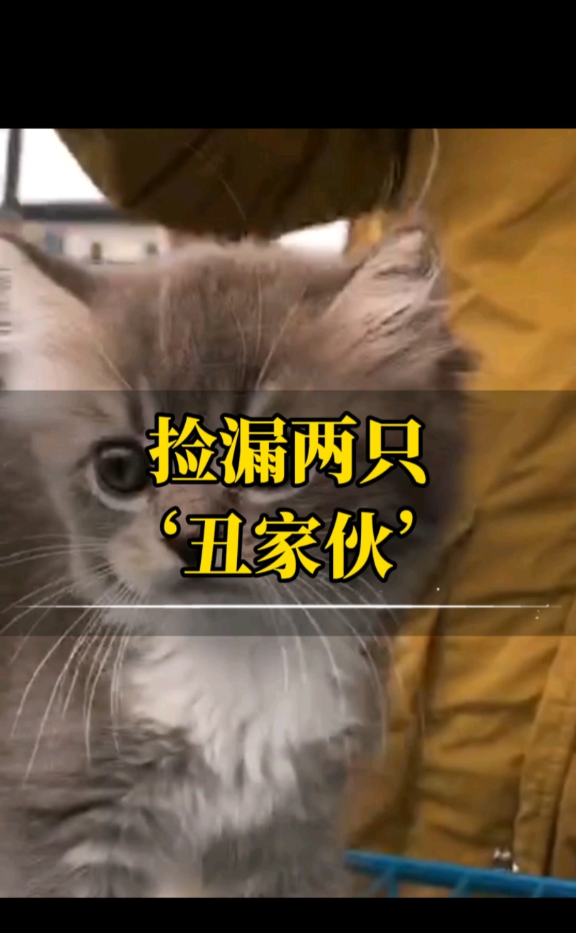 淘猫计划,萌宠养成哔哩哔哩bilibili