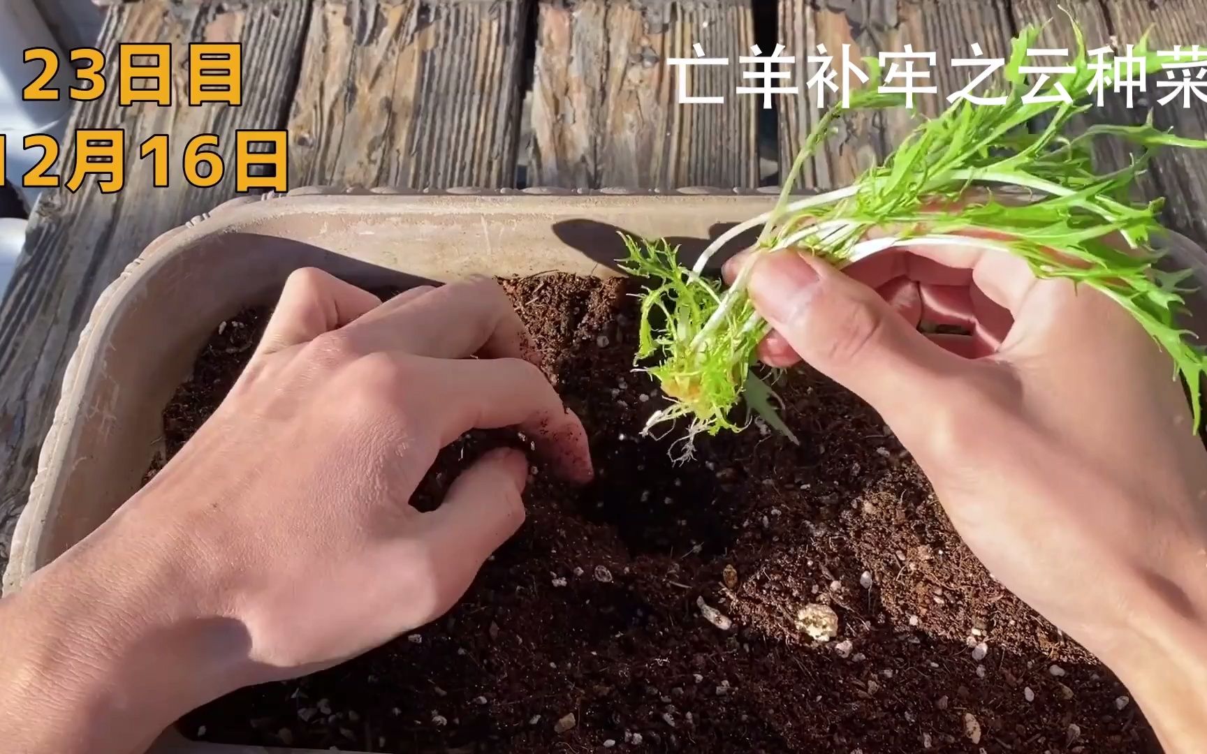 菜log(3),学学在家用超市买的水菜继续种植哔哩哔哩bilibili