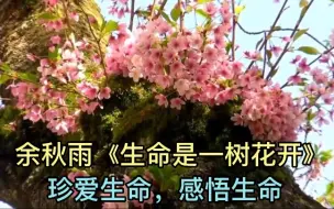 Download Video: 散文诵读《生命是一树花开》作者:余秋雨—珍爱生命，感悟生命