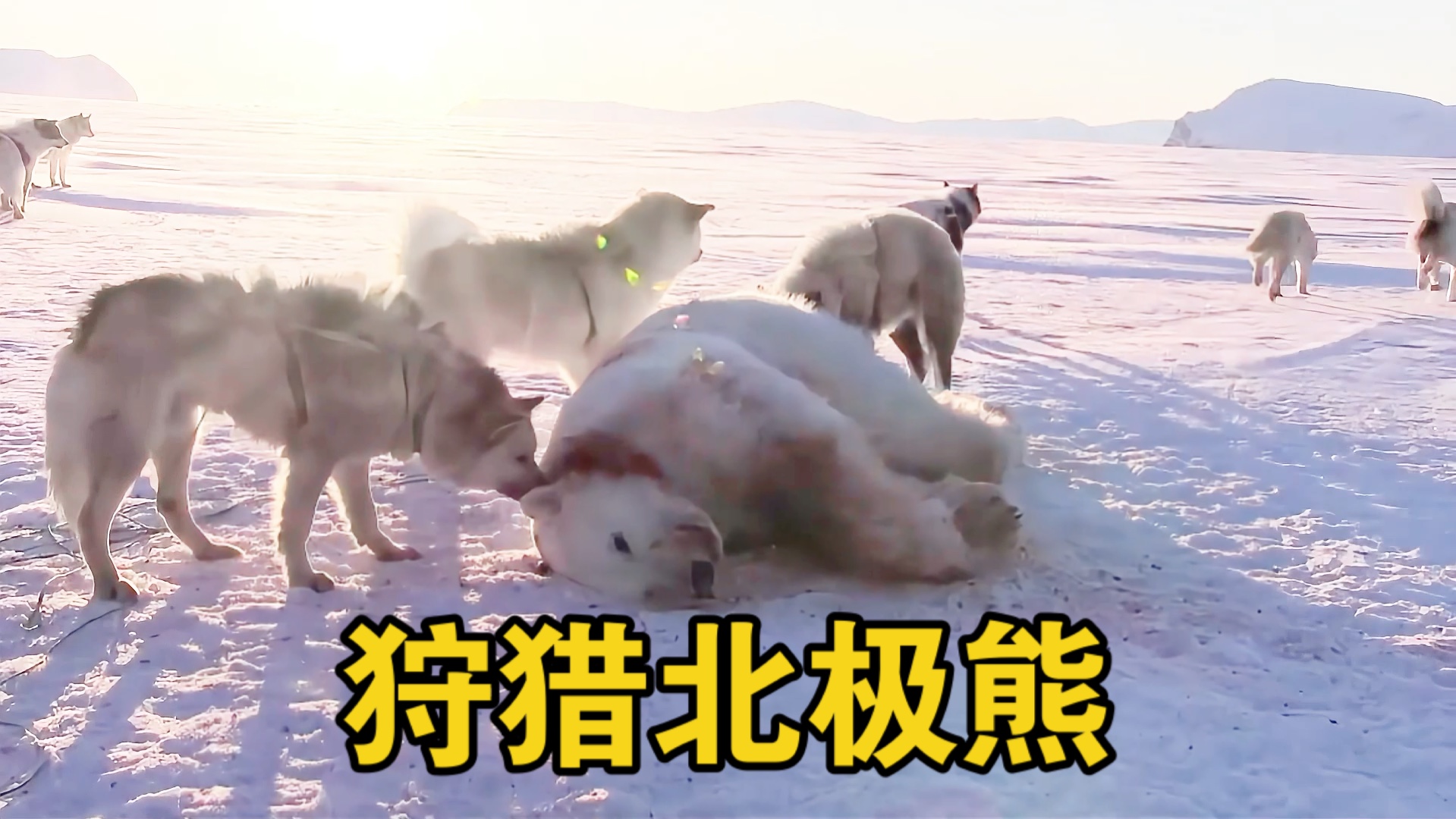 因纽特人狩猎北极熊