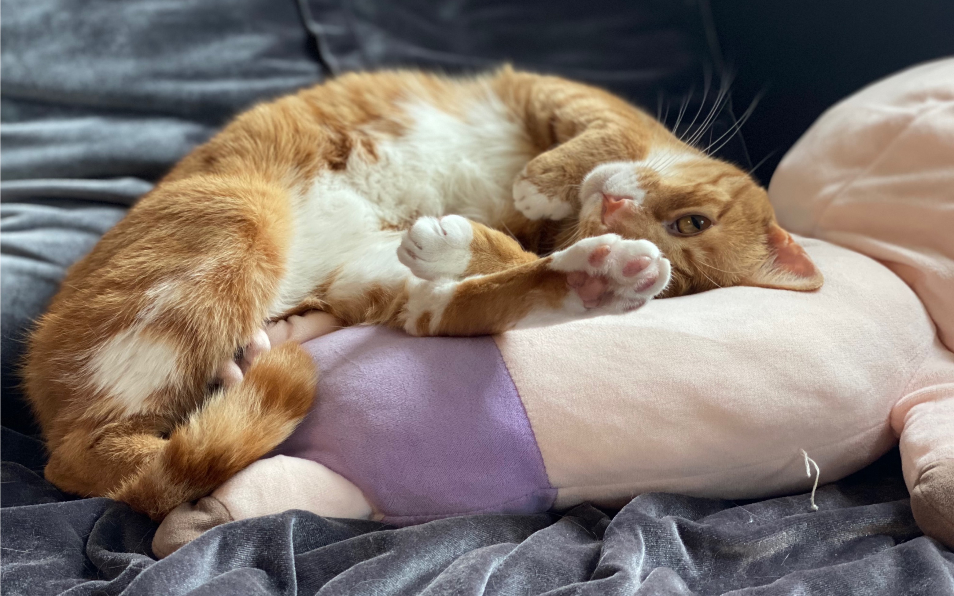 洗澡澡的小花喵