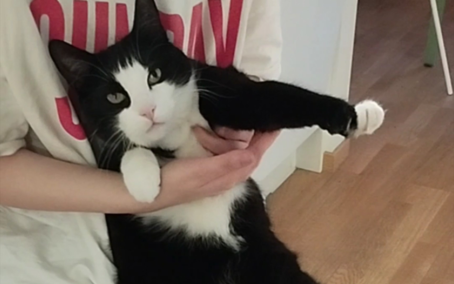 享受挠嘎吱窝的猫咪felix