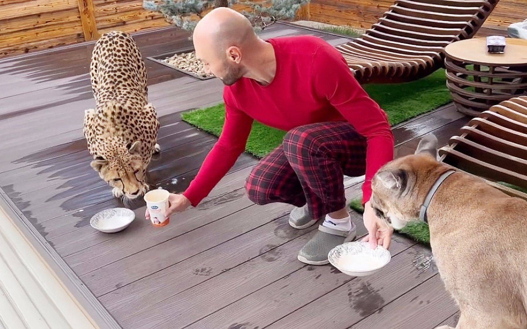 美洲狮梅西:和猎豹一起吃酸奶油