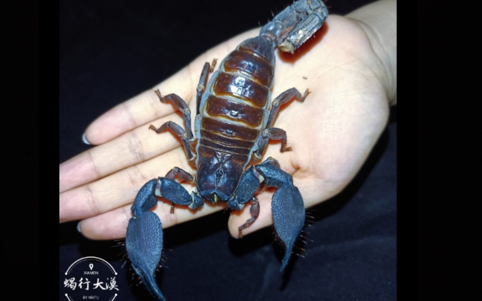 迈索尔繁殖和浅谈迈索尔异蝎视频所有言论仅代表个人观点