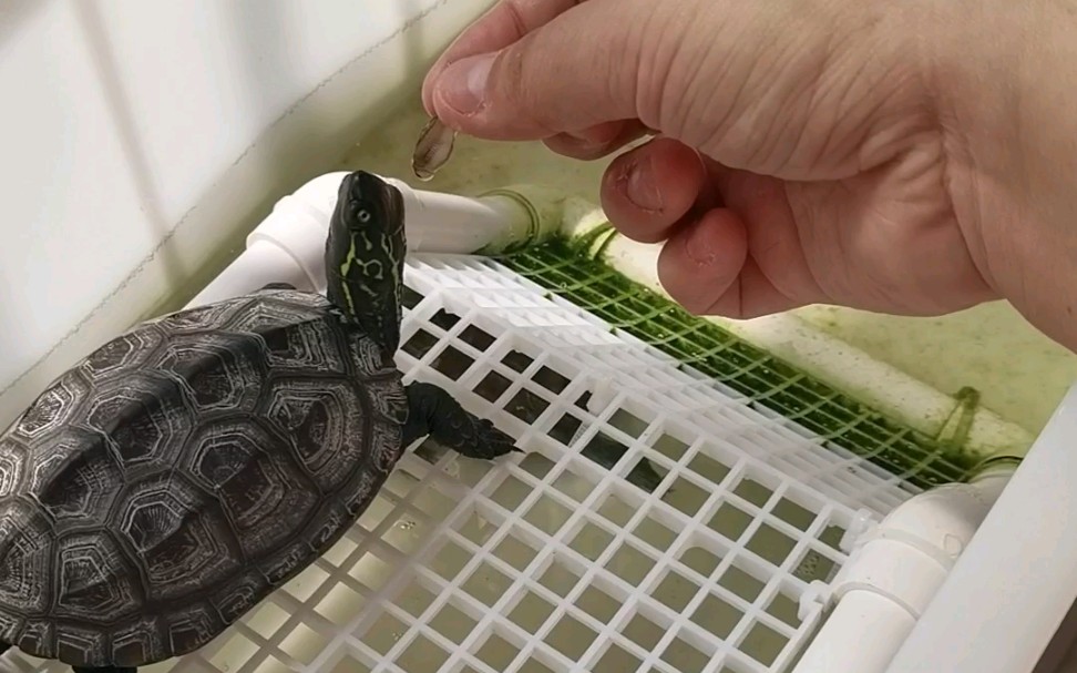 活动作品中华草龟简单喂个龟