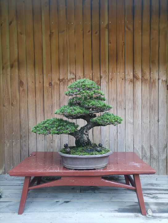 中大品那须娘五针松复整日本盆景盆栽五针松黑松真柏制作造型舍利雕刻