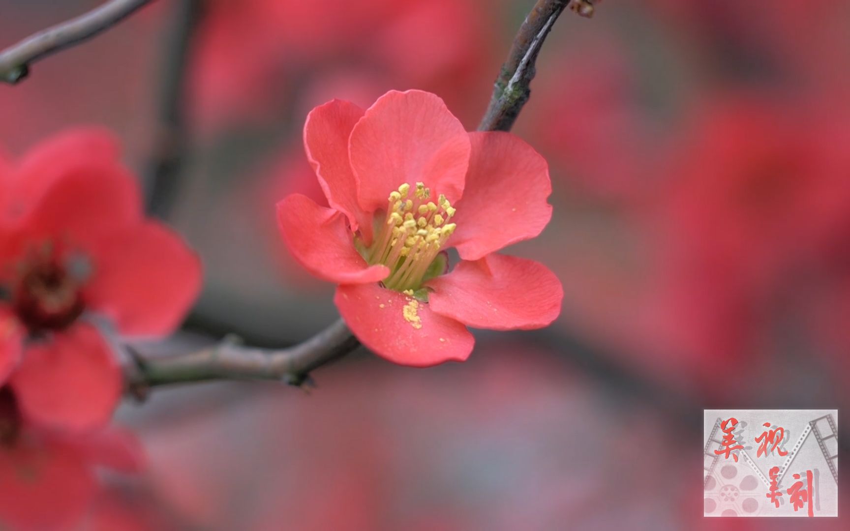 [图]春季到来百花开