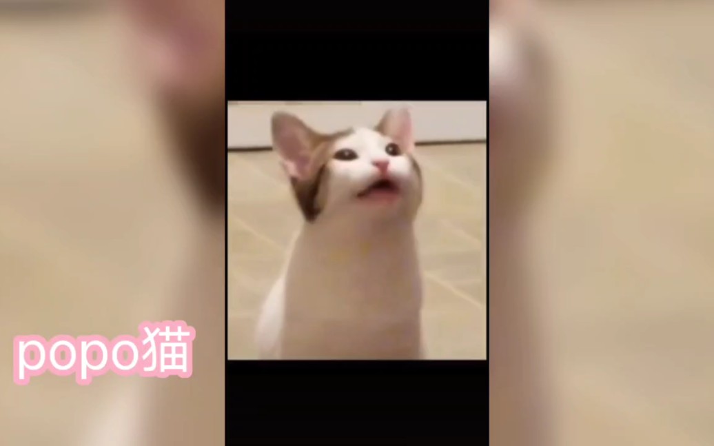 [图]猫meme素材原视频合集