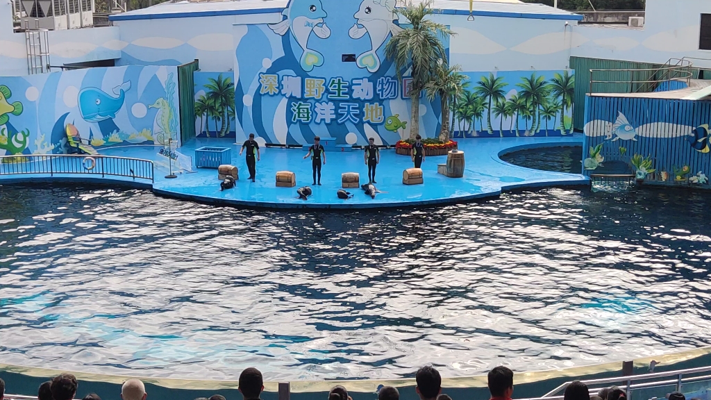 深圳野生动物园海洋天地表演-2(海豹)
