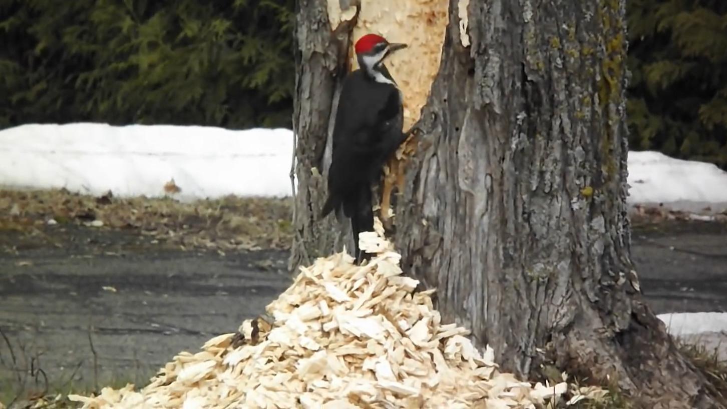 啄木鸟疯狂啄树干,树:我没虫,啄木鸟:我觉得你有!
