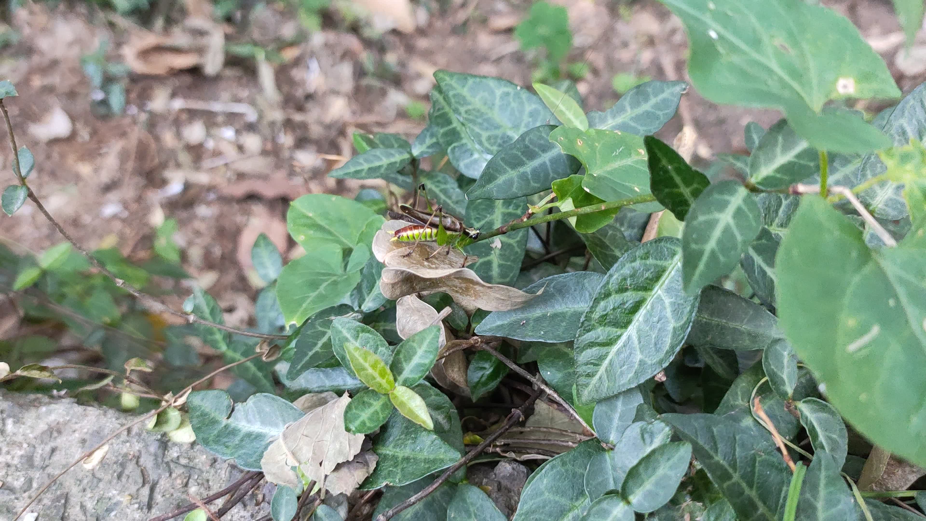 鸣叫的悦鸣草螽