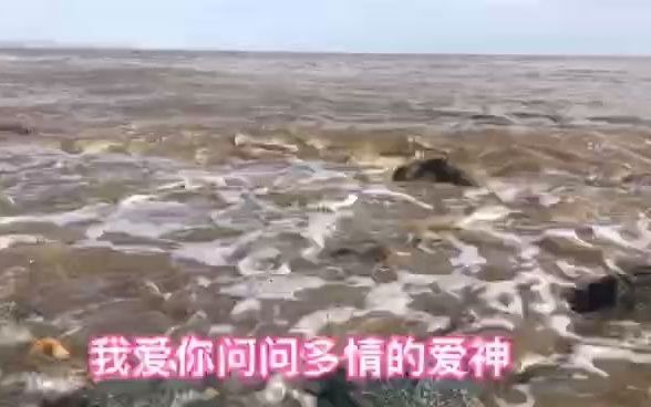 [图]龙飘飘-《爱的诗篇》龙腔雅韵(7)经典原味 无损呈现