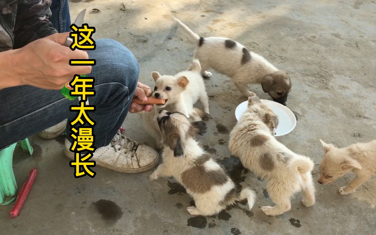 [图]不要轻易收养流浪猫狗，你真的把握不住！