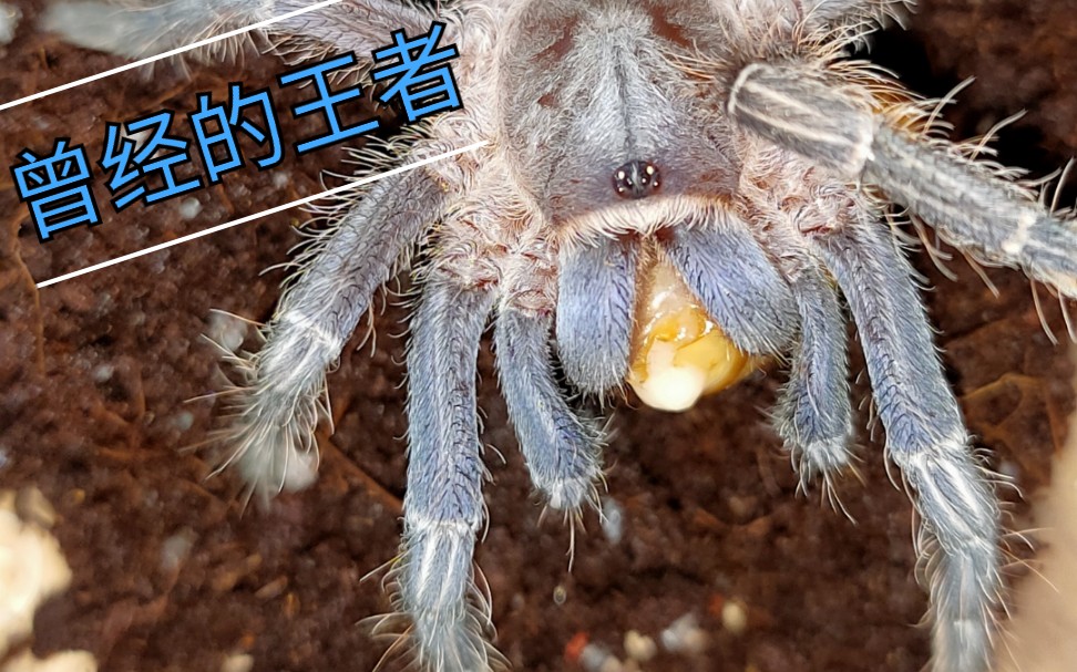 【一瓜爬宠】(蓝哥斑)哥斯达黎加斑马脚 详细介绍