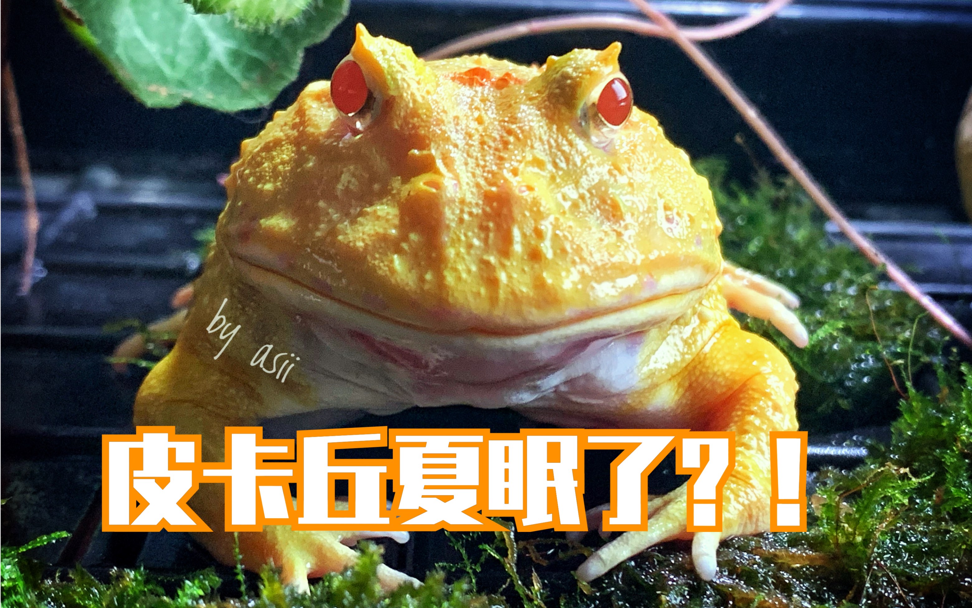 角蛙- 喂食和皮卡丘夏眠了?