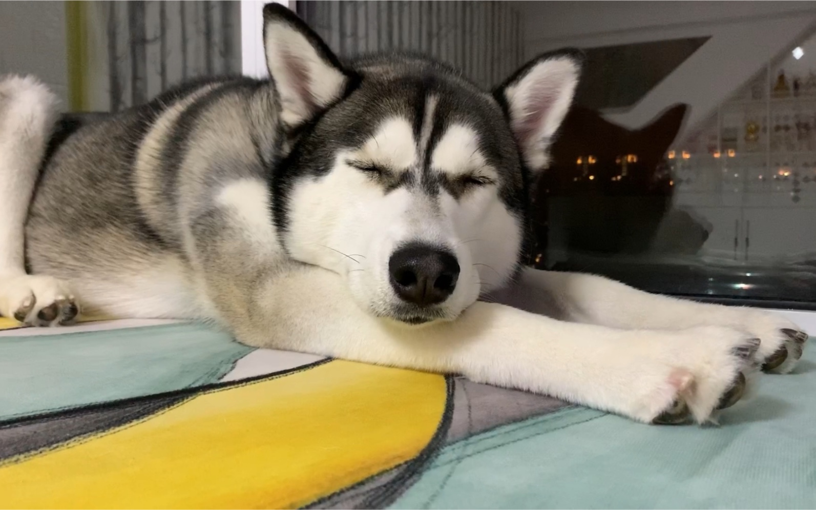 哈士奇表示 在家睡觉最安全