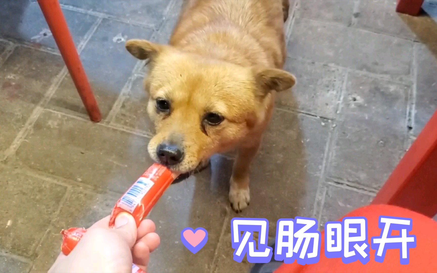 【i犬】投食流浪狗(1)
