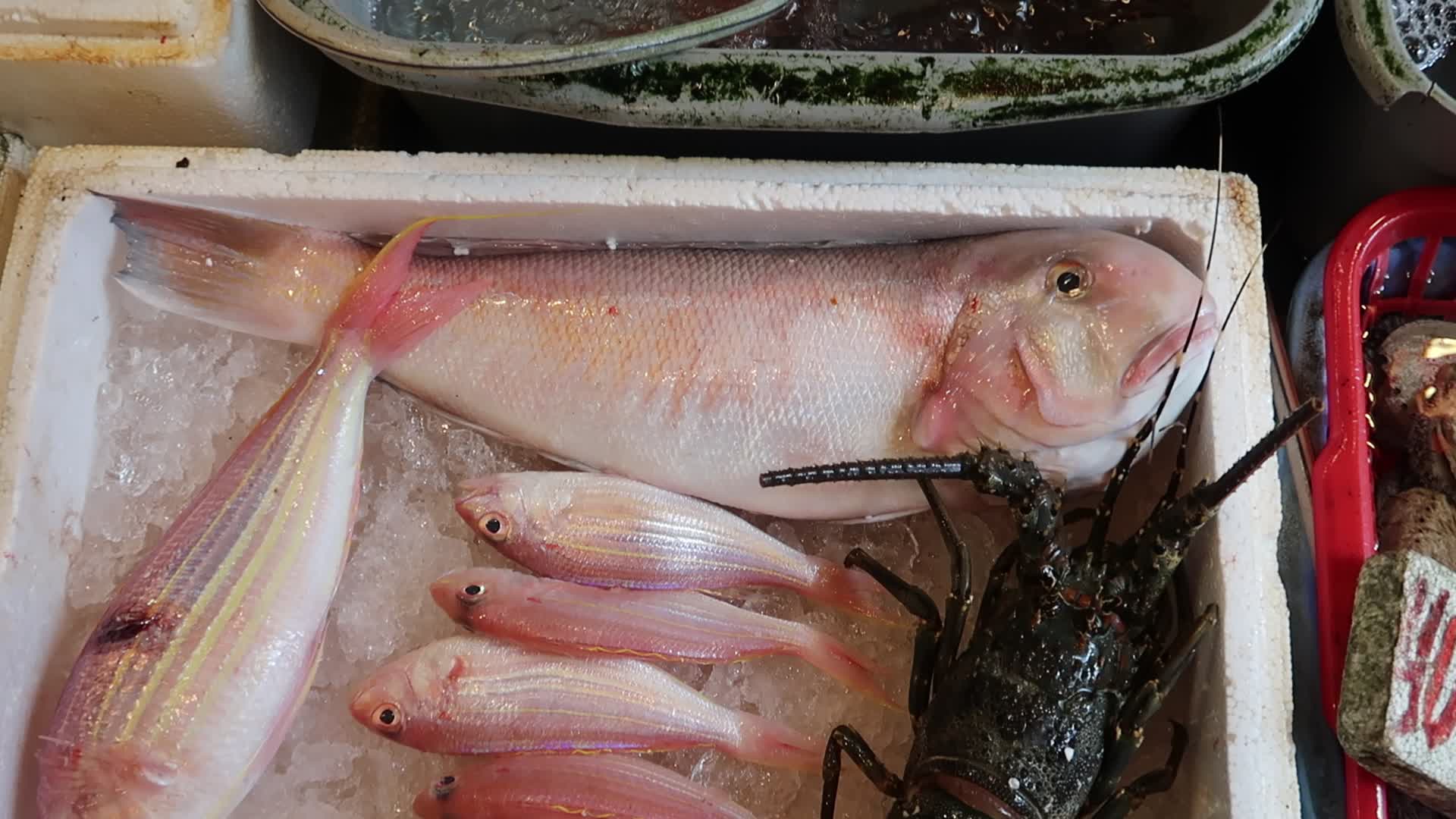 海野生马头鱼 方头鱼 branchiostegus fried horse-head fish in soy