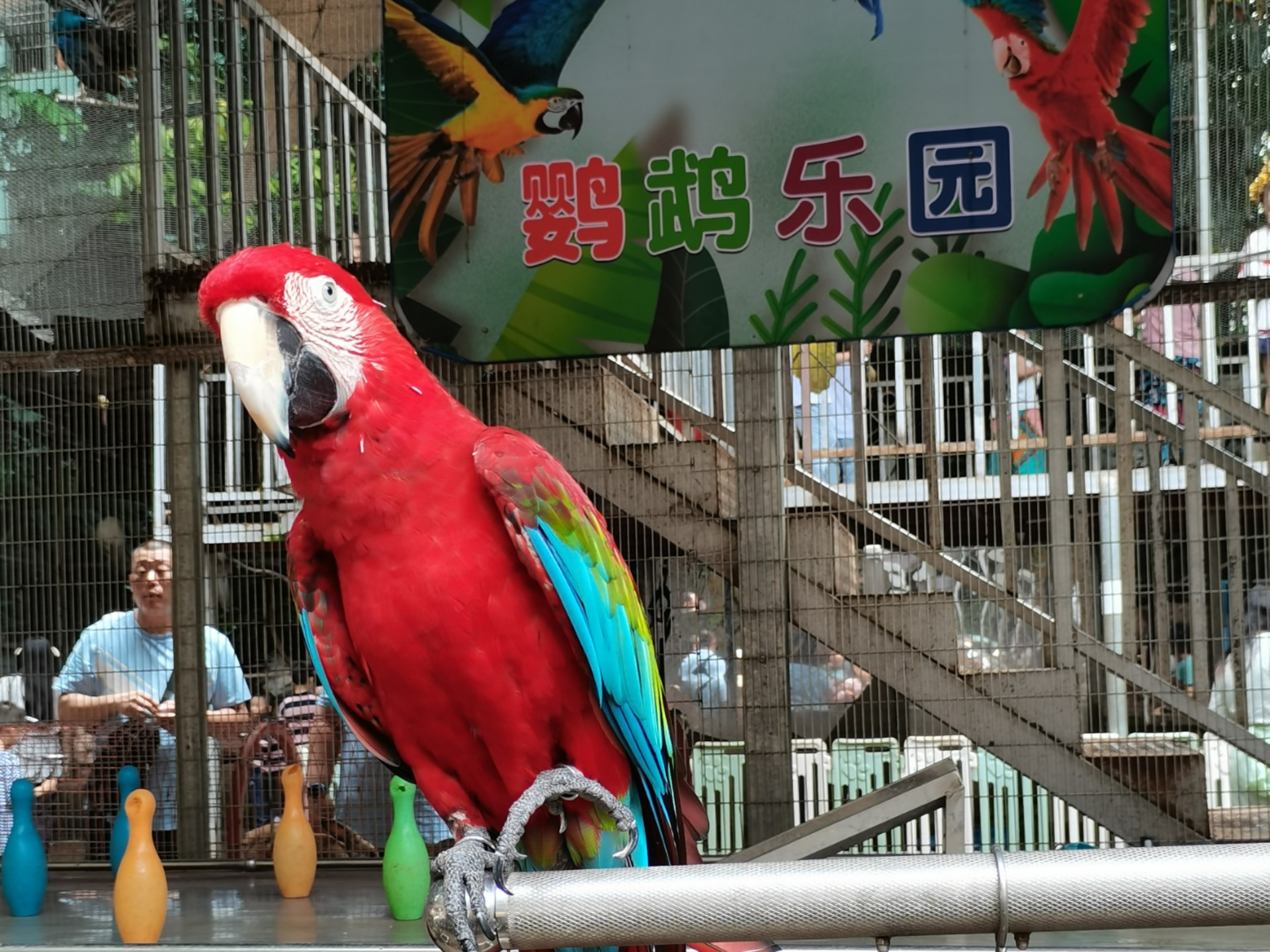 这里的鹦鹉会骑自行车,会投篮,会升国旗