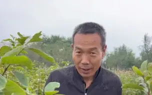 下载视频: 柿子树杆弯与直的区别，柿子树苗