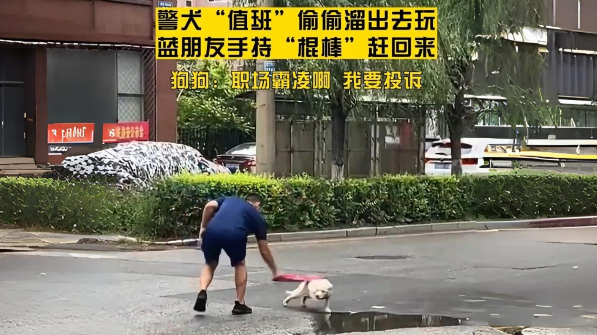 警犬“值班”偷偷溜出去玩,蓝朋友手持“棍棒”赶回来.狗狗:职场霸凌啊,我要投诉!哔哩哔哩bilibili