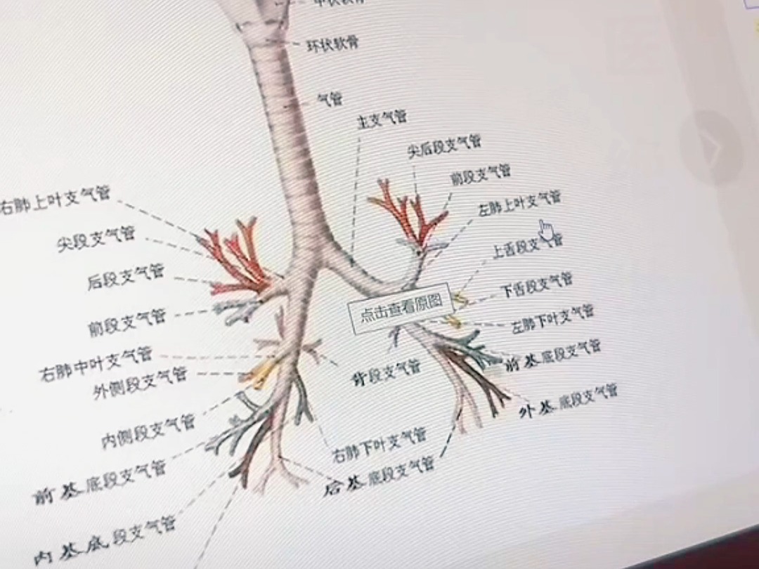 彭星宇古医九宫之哮喘的讲解哔哩哔哩bilibili