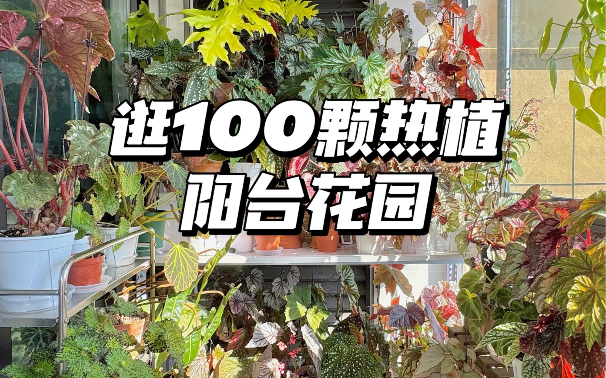 2min的10月巡园|100颗热植的阳台花园,在午后阳光下太美啦哔哩哔哩bilibili