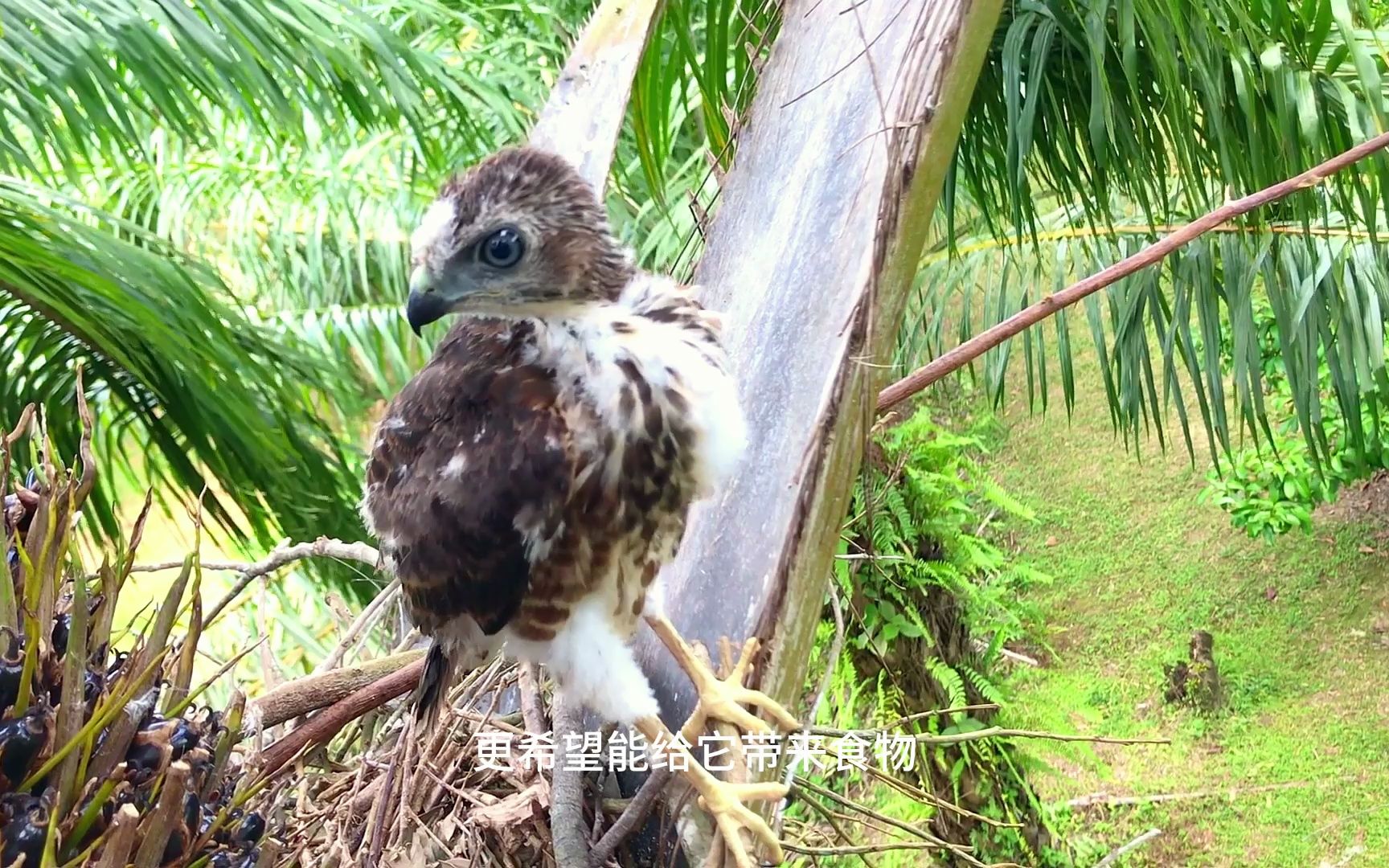 物竞天泽,3只小幼鸟只有一只实现飞翔的梦想哔哩哔哩bilibili