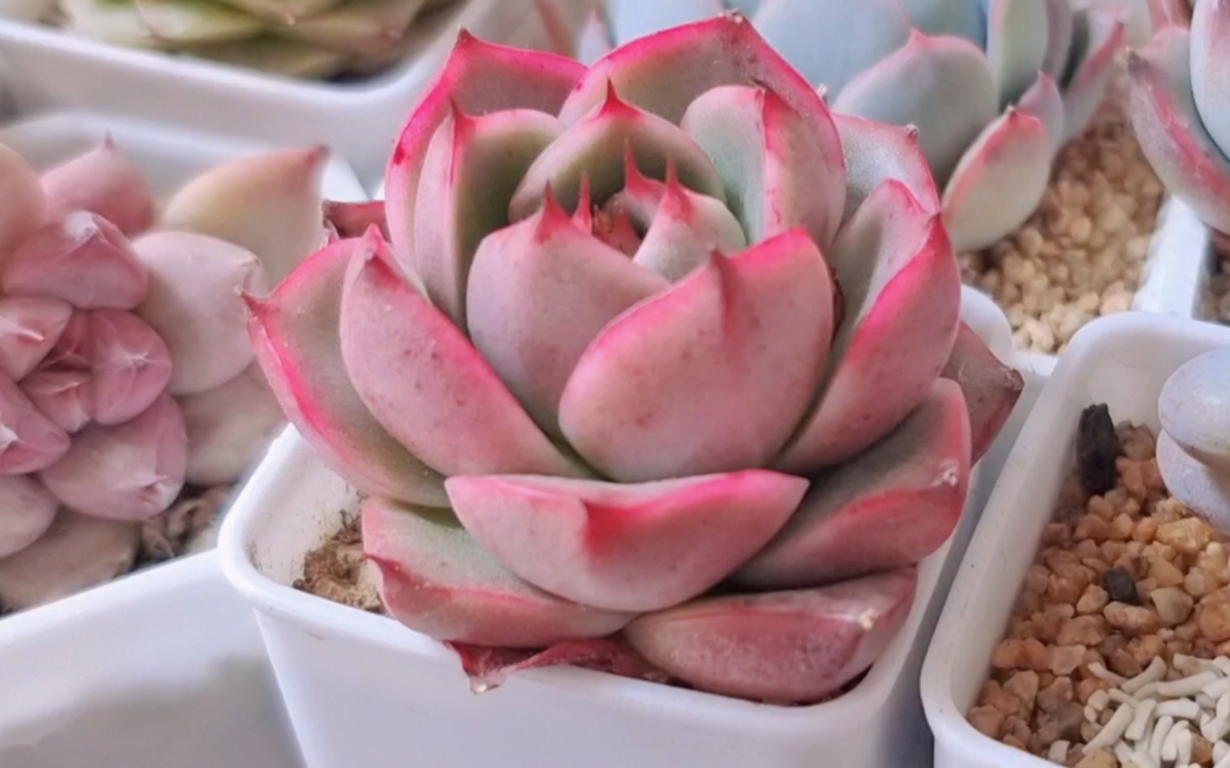 多肉们肥肥胖胖带有颜色