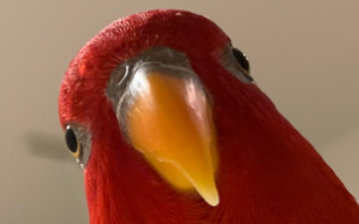 [图]Red birb?Mild alarm clock