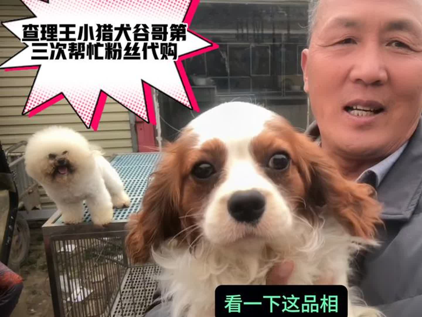 查理王小猎犬,谷哥第三次帮粉丝代购,这品相有钱不一定买到哔哩哔哩bilibili