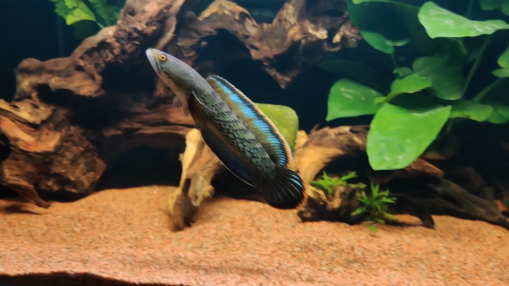 吉印月光蓝雷龙灯的效果,我觉得也算是使命必达了.手机拍摄无美化.