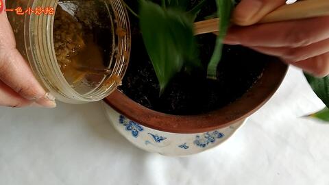 教你用香蕉皮养胡蝶兰 哔哩哔哩 Bilibili