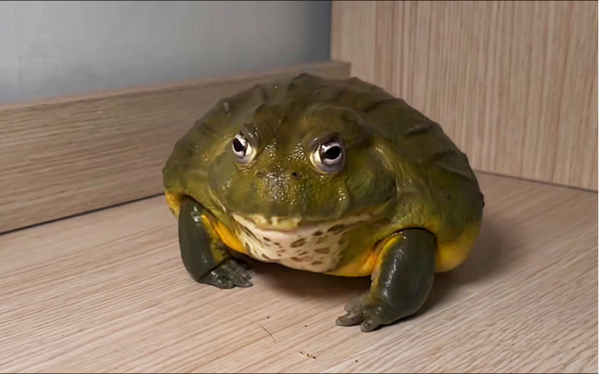 等等,你说你是什么蛙?