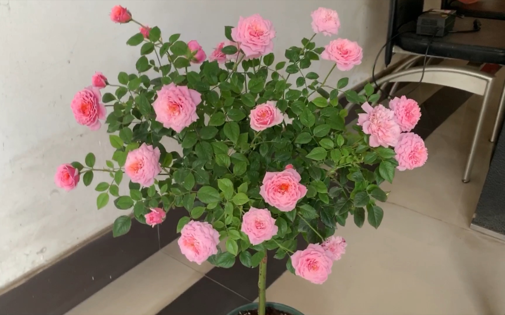 铃之妖精月季棒棒糖开了