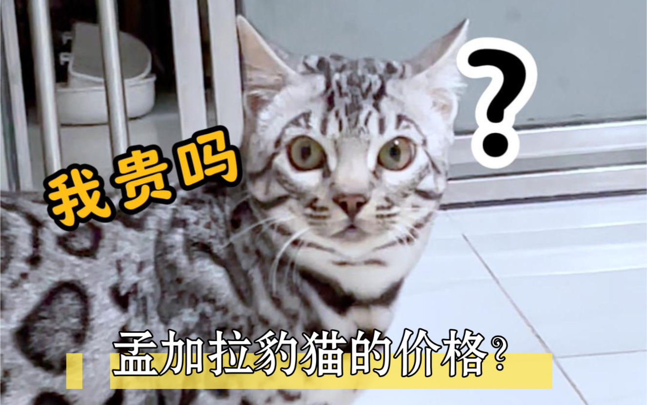 购买一只孟加拉豹猫需要多少钱?以及如何界定价格的高低呢?哔哩哔哩bilibili