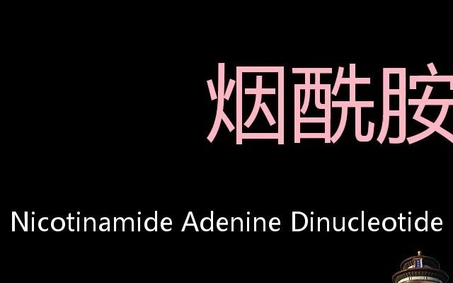 烟酰胺腺嘌呤二核苷酸 Chinese Pronunciation Nicotinamide Adenine Dinucleotide哔哩哔哩bilibili