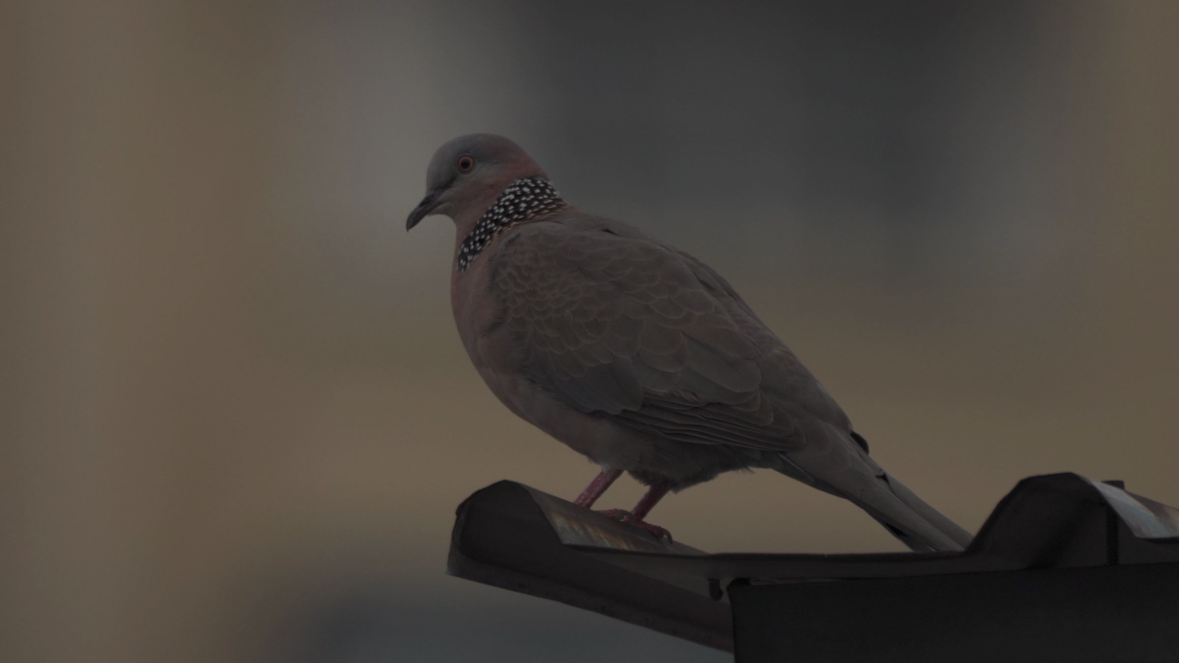 咕咕正在鸟瞰整个小区的空调外机