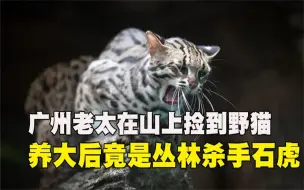 Download Video: 2020年广州老太山上捡到野猫，当宠物养大发现，竟是丛林杀手石虎