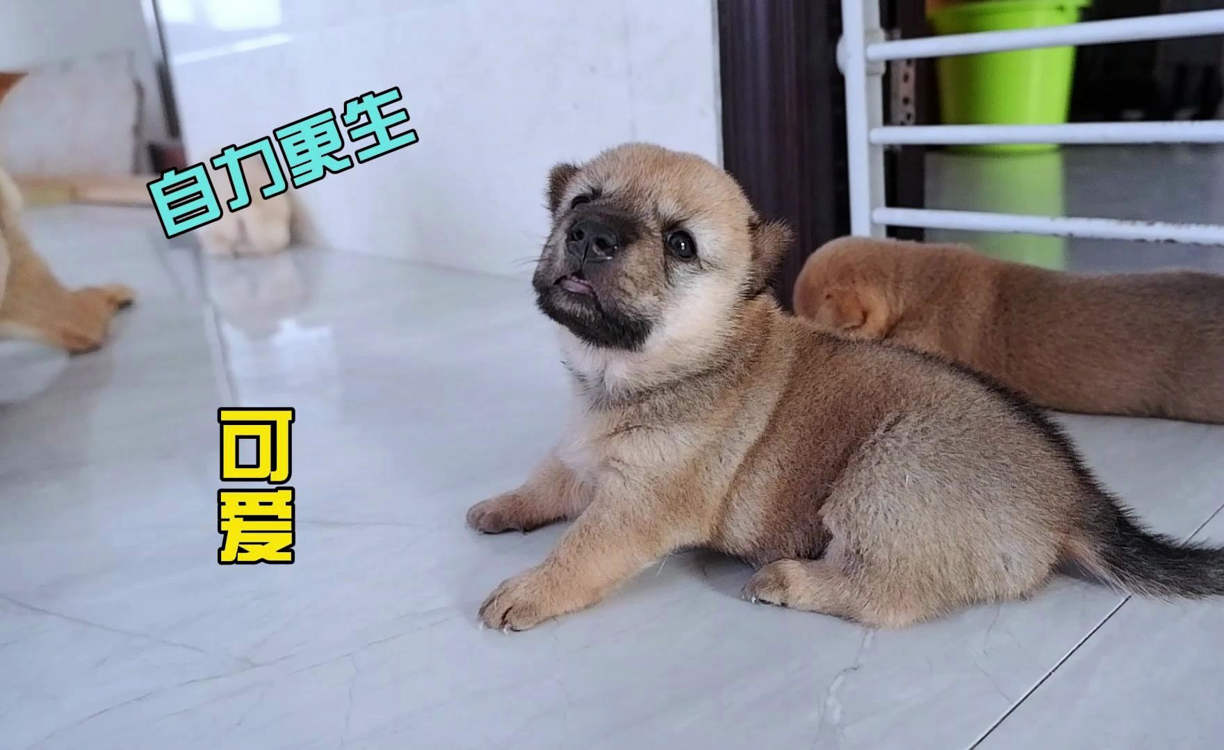 狗妈妈带4只小狗奶水不足,小狗崽饿了就自力更生,真