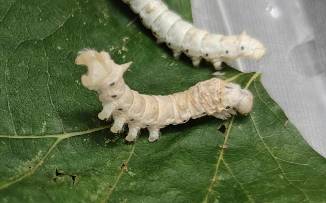 终于蹲到完整的蚕宝蜕皮…!