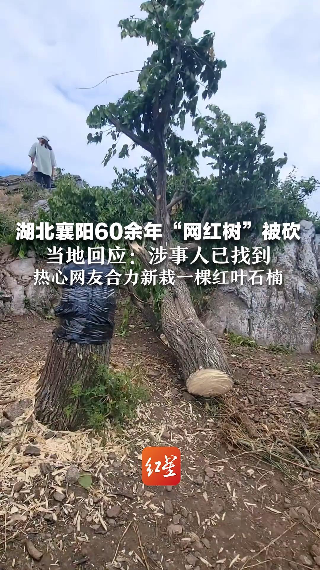 湖北襄阳60余年“网红树”被砍 当地回应:涉事人已找到 热心网友合力新栽一棵红叶石楠哔哩哔哩bilibili