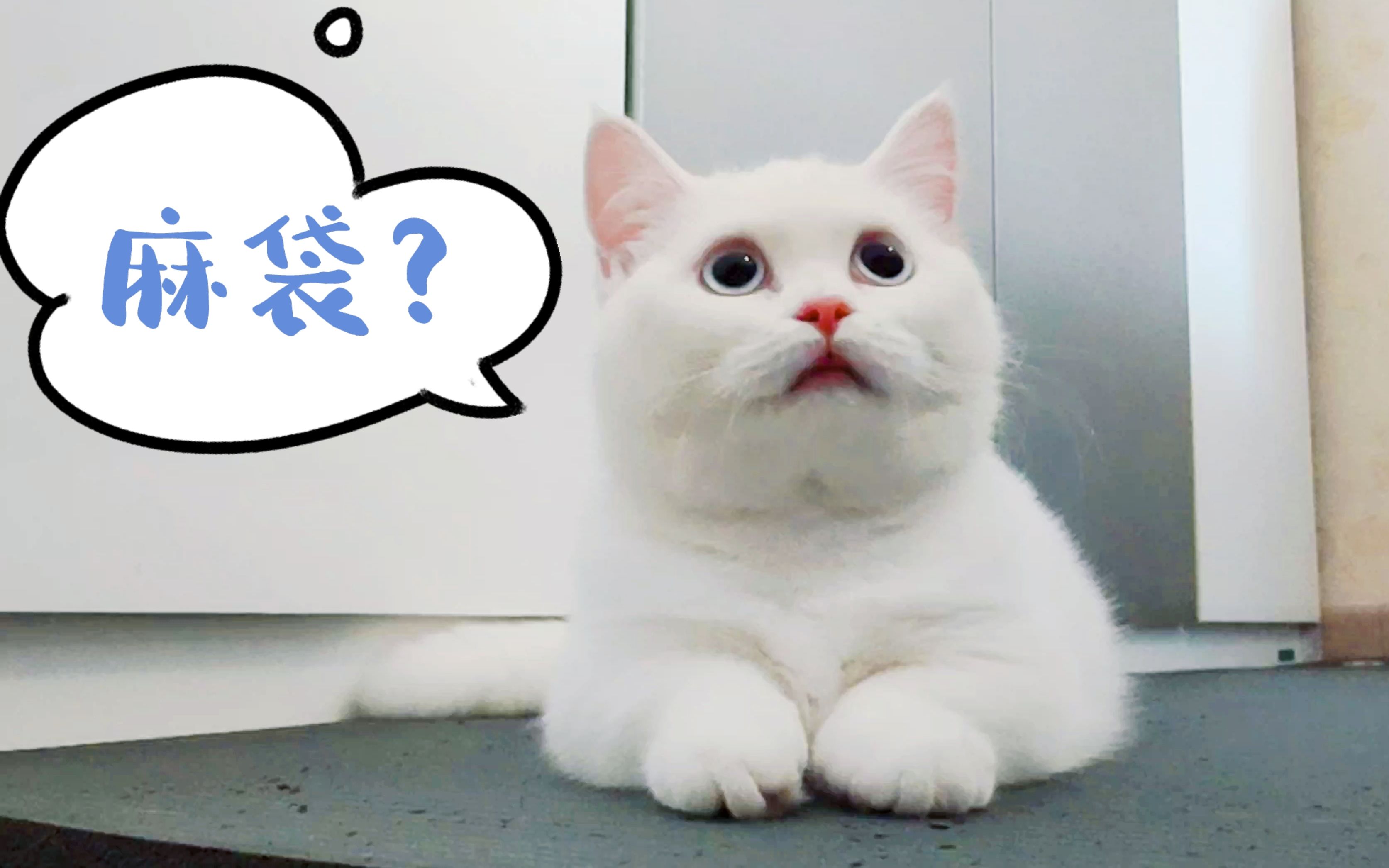 麻袋装走小猫咪?快来